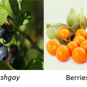 Vaccinium floribundum berries, rich in polyphenols and with known antioxidant properties