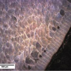 Low-magnification image (optical microscope) of the microstructure of the AlSi10Mg alloy produced by AM Low-magnification image (optical microscope) of the microstructure of the AlSi10Mg alloy produced by AM