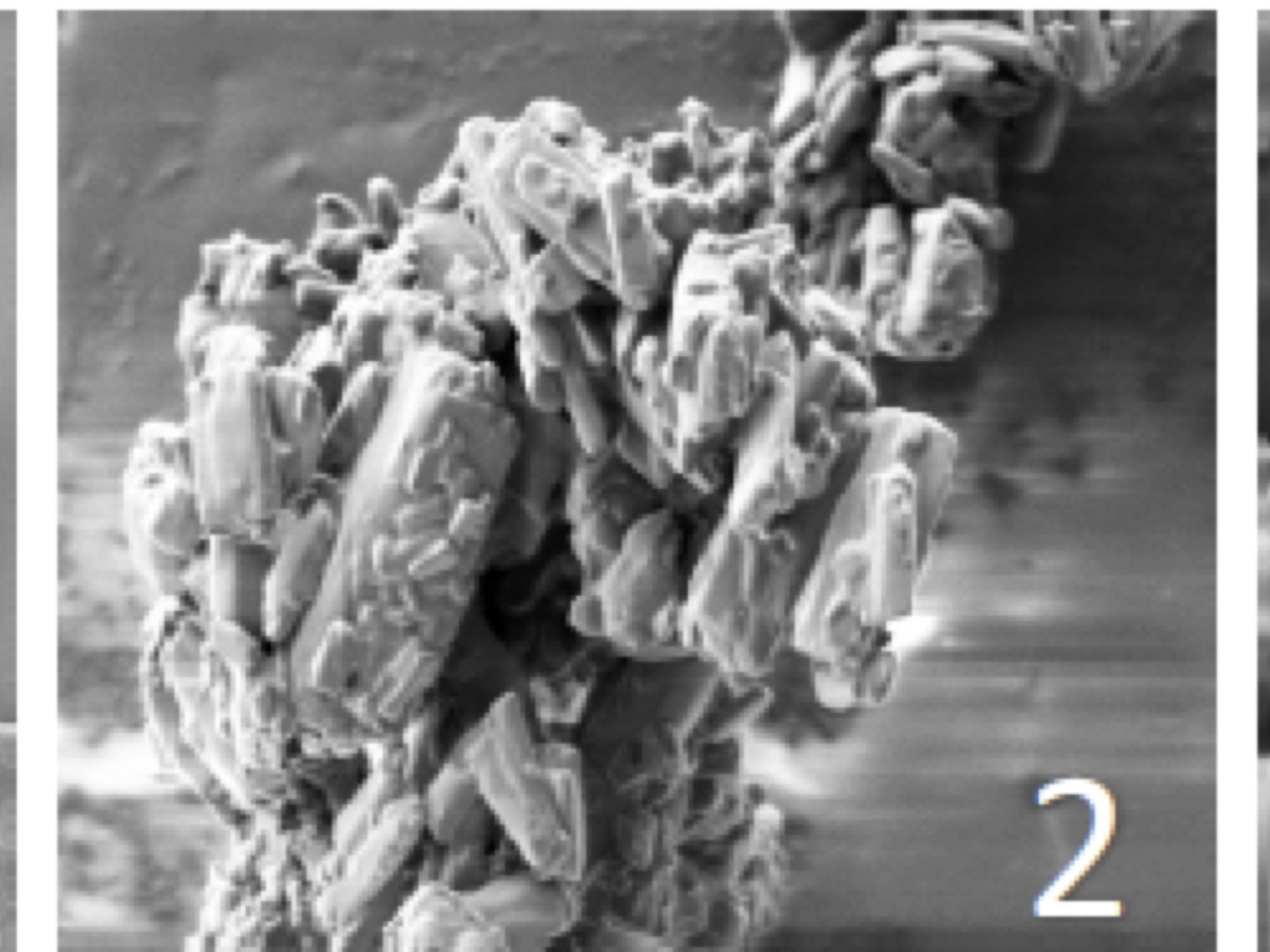 SEM images of particles obtained by deposition on mannitol of Mycoplasma a and nanoemulsion. Magnification x1000 (1), x5000 , x10000X (2) and 100000X (3).