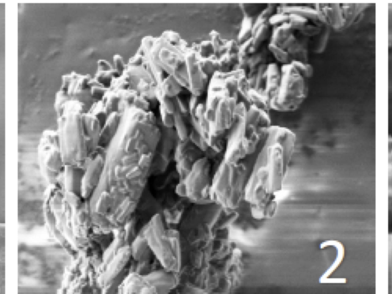 SEM images of particles obtained by deposition on mannitol of Mycoplasma a and nanoemulsion. Magnification x1000 (1), x5000 , x10000X (2) and 100000X (3). SEM images of particles obtained by deposition on mannitol of Mycoplasma a and nanoemulsion. Magnification x1000 (1), x5000 , x10000X (2) and 100000X (3).