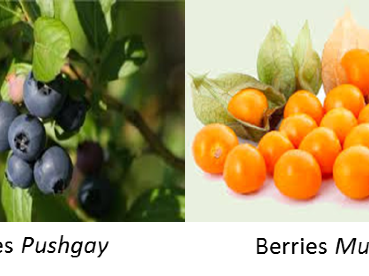 Vaccinium floribundum berries, rich in polyphenols and with known antioxidant properties