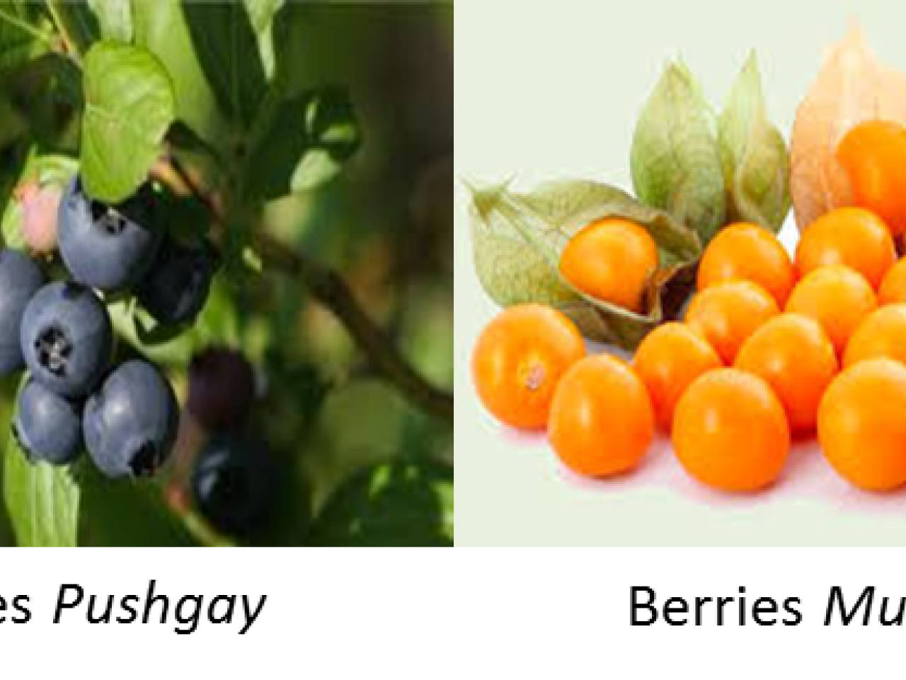 Vaccinium floribundum berries, rich in polyphenols and with known antioxidant properties Vaccinium floribundum berries, rich in polyphenols and with known antioxidant properties