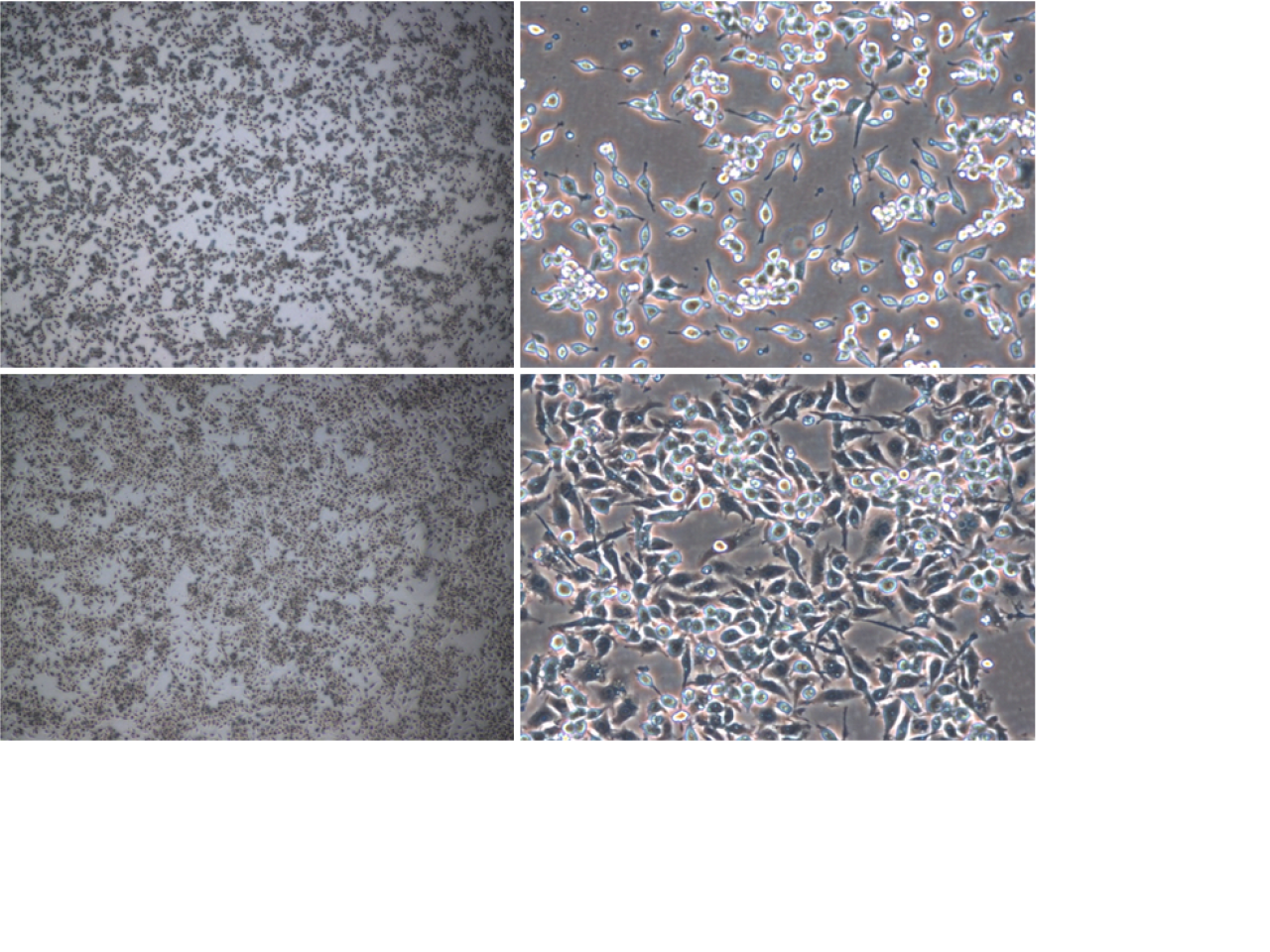 RAW 264.7 murine macrophage cells are used as an in vitro model for the evaluation of the pro- or anti-inflammatory and immunomodulatory activity of the compounds of interest.