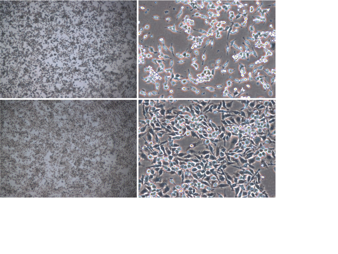 RAW 264.7 murine macrophage cells are used as an in vitro model for the evaluation of the pro- or anti-inflammatory and immunomodulatory activity of the compounds of interest. RAW 264.7 murine macrophage cells are used as an in vitro model for the evaluation of the pro- or anti-inflammatory and immunomodulatory activity of the compounds of interest.