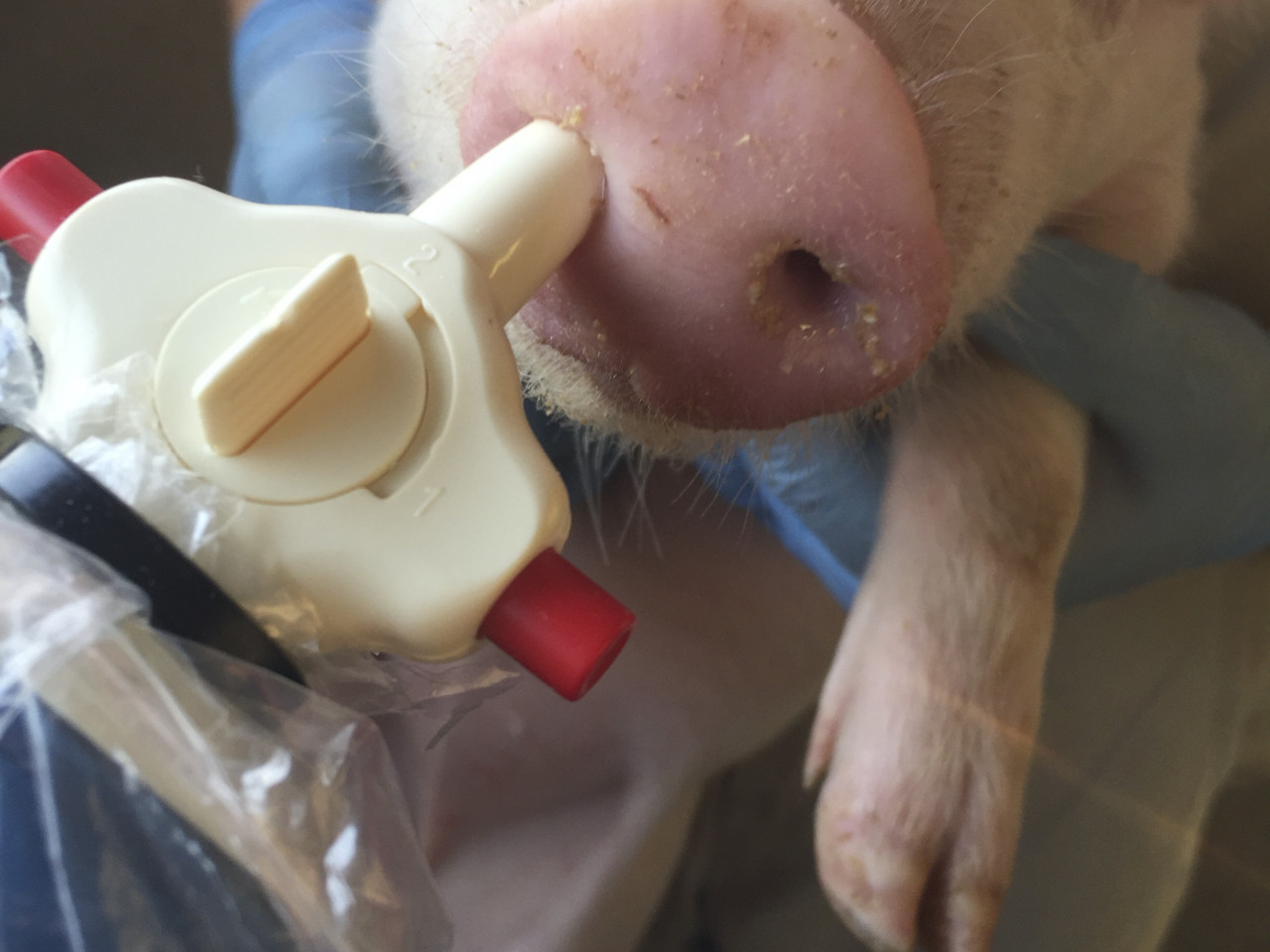 Nasal administration in piglets of the dry powder loaded with the antigen and the nanoemulsion adjuvant