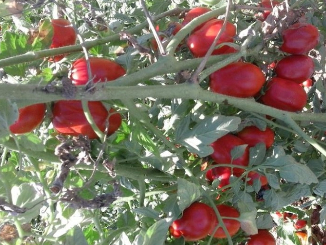 Biofertilizzante innovativo sviluppato