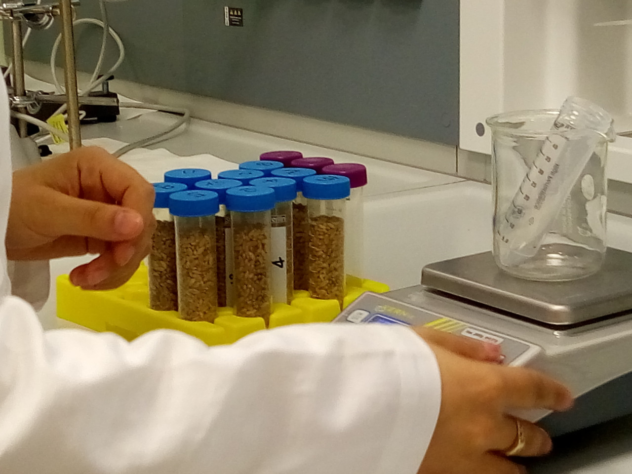 Una fase dell'analisi in laboratorio dei campioni di frumento.